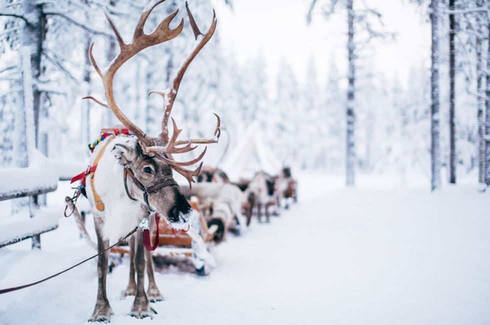 Finland Là Nước Gì? Tìm Hiểu Về Đất Nước Phía Bắc Châu Âu